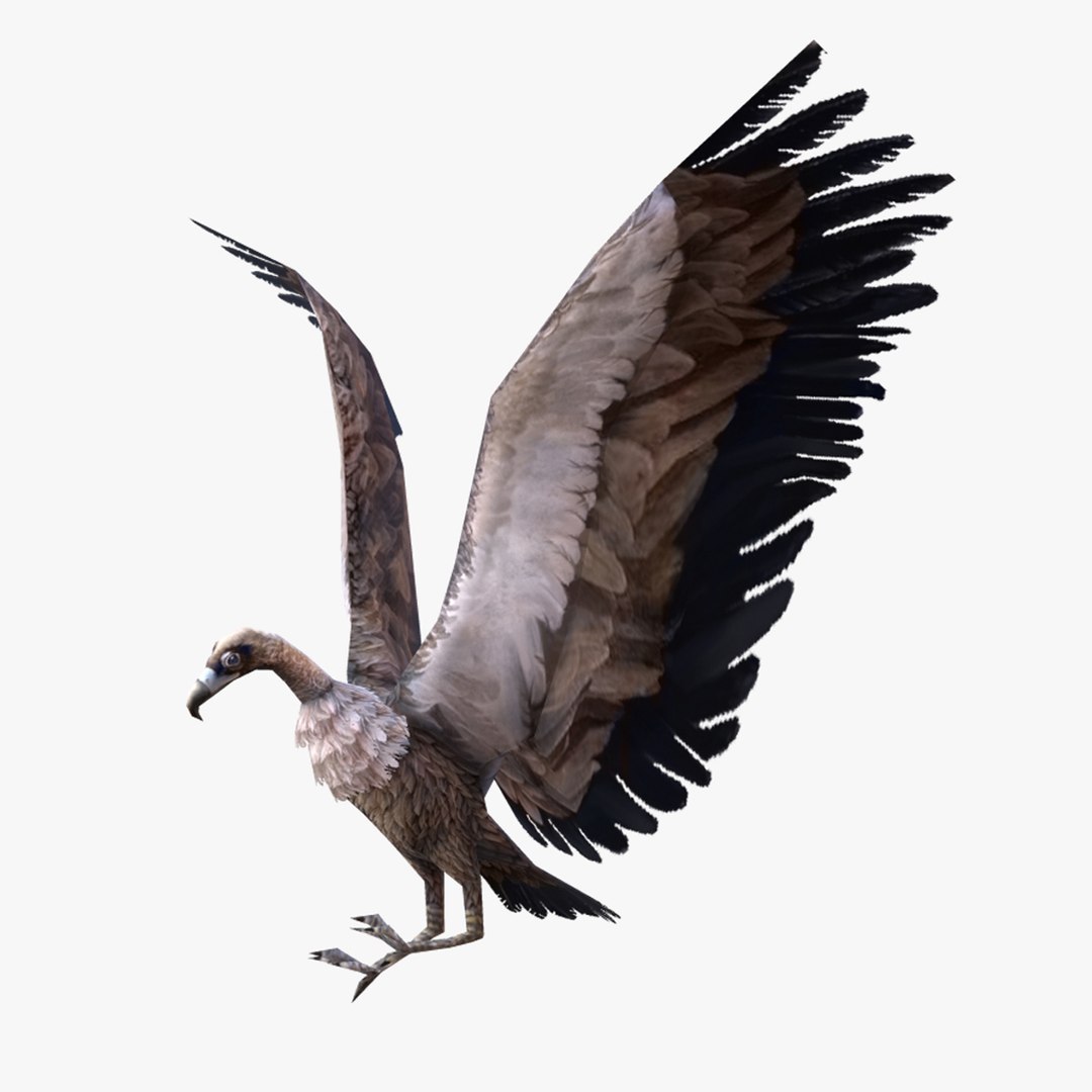 3D low-poly animated vulture - TurboSquid 1949544