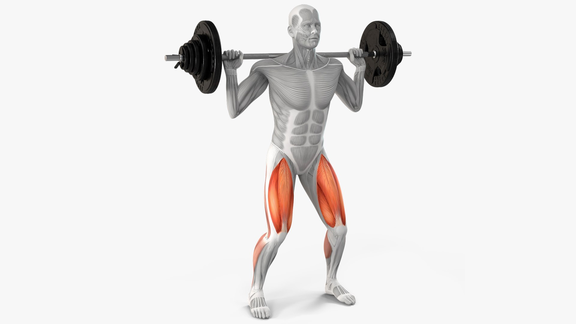 Anatomy Male Muscular System Squats Animated Rigged 3D model https://p.turbosquid.com/ts-thumb/C4/arMm0t/vw/anatomy_male_muscular_system_squats_animated_rigged_001/jpg/1755069300/1920x1080/fit_q87/a302cc960fdce0ce015d07f16b7c1d3c6b343c41/anatomy_male_muscular_system_squats_animated_rigged_001.jpg