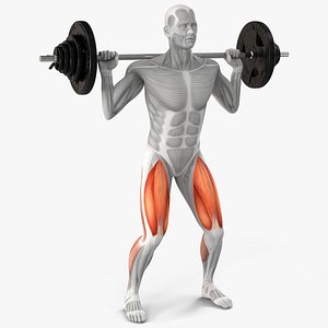 Anatomy Male Muscular System Squats Animated Rigged 3D model