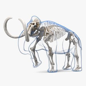 Adult Mammoth Clean Skeleton Shell Walking Pose 3D model