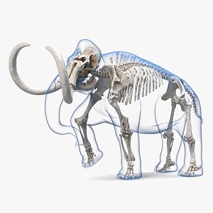 Adult Mammoth Clean Skeleton Shell Walking Pose