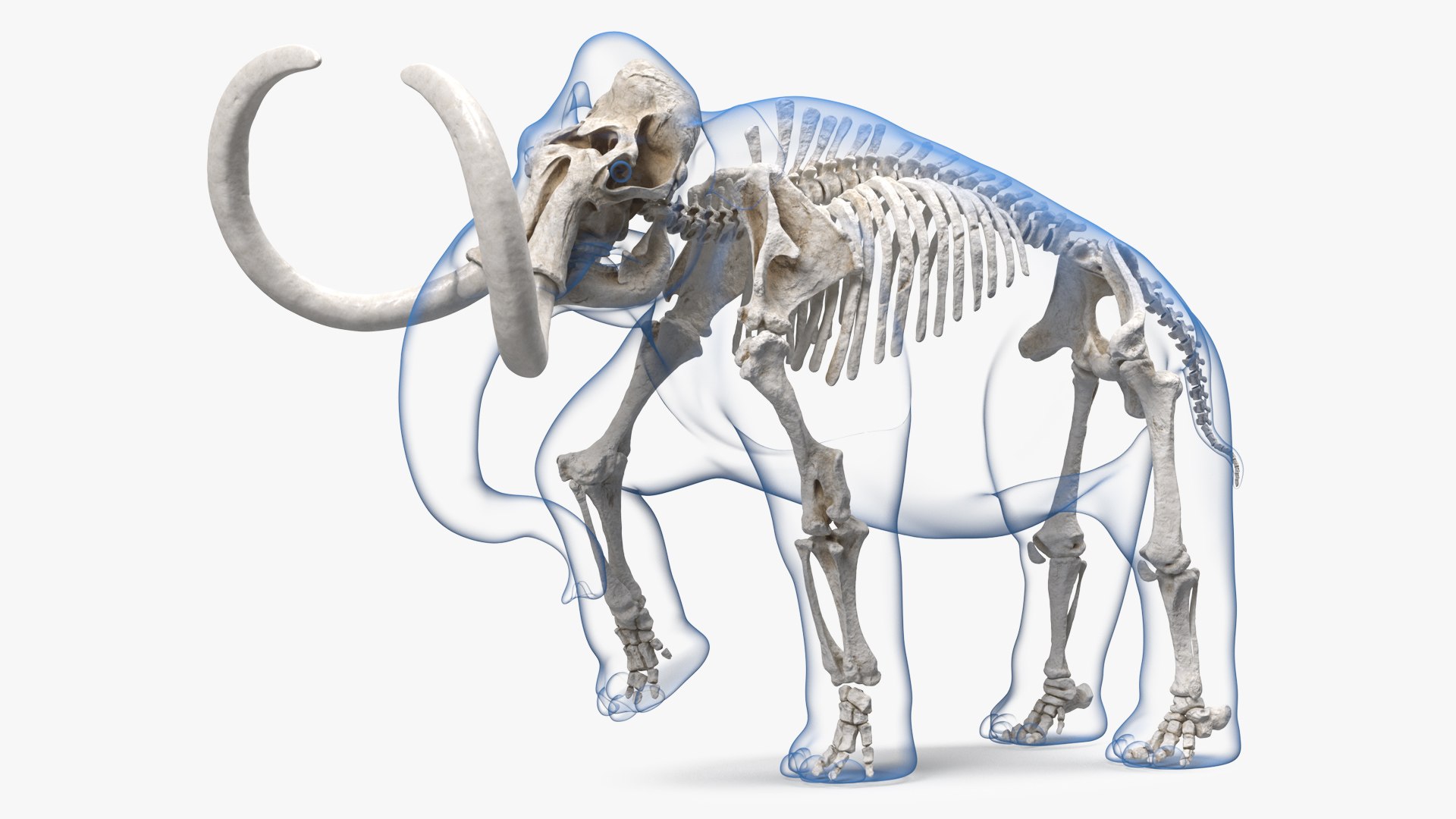 Adult Mammoth Clean Skeleton Shell Walking Pose 3D model preview