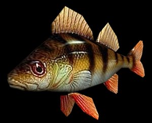 Perch