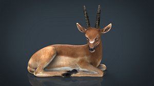 african antelope 3D