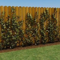 Growing Vines