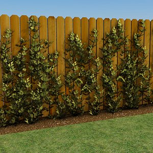 Growing Vines