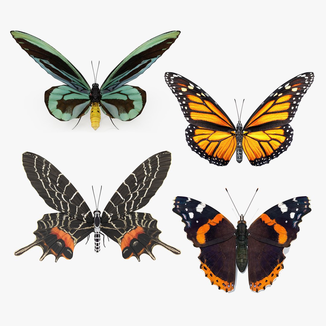 Rigged Butterflies Collection 3 3D model preview