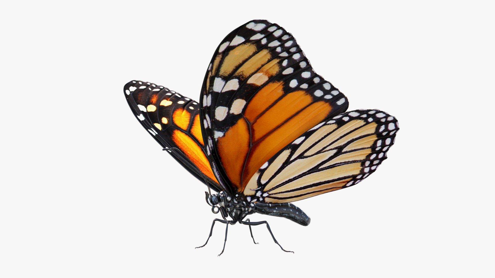 макет 3 d бабочка. карта принцесса весны бабочка монарх. монарх д. летающие бабочки на прозрачном фоне. монарх д.