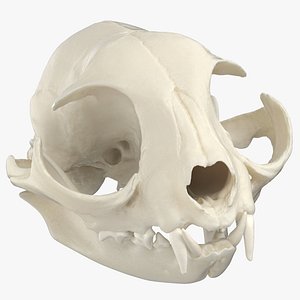 domestic cat skull jaw 3D model