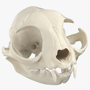 Domestic Cat Skull And Jaw 01