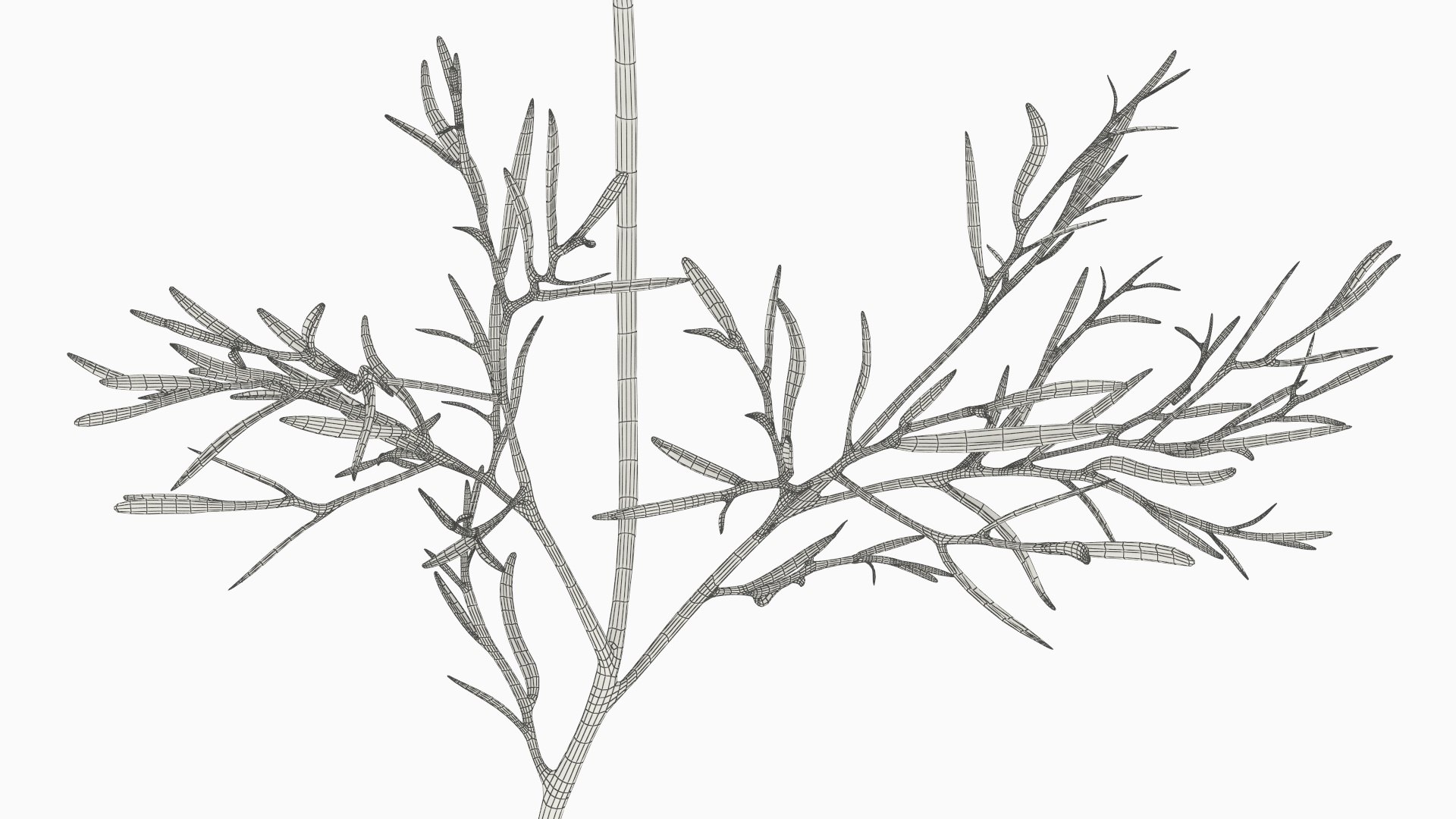 Plant Cosmos Flower Stem Pink Model - TurboSquid 2505178