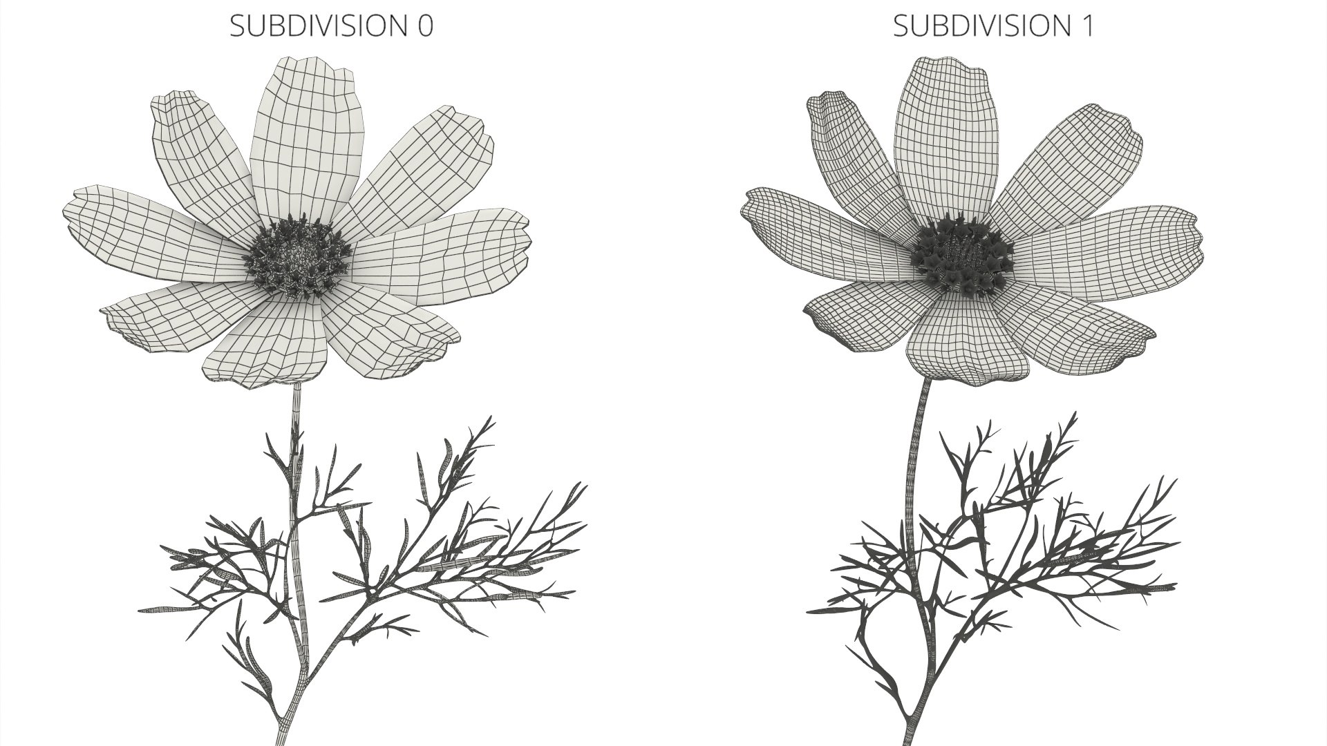 Plant Cosmos Flower Stem Pink Model - TurboSquid 2505178