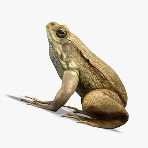 Green Frog