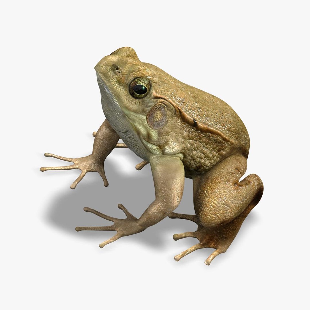 photorealistic green frog 3d model