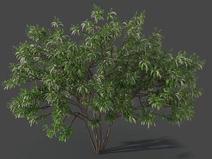XfrogPlants Swamp Cyrilla - Cyrilla Racemiflora 3D model