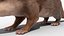 Aquatic Otter Rigged Fur for Cinema 4D 3D model
