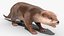 Aquatic Otter Rigged Fur for Cinema 4D 3D model