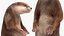Aquatic Otter Rigged Fur for Cinema 4D 3D model
