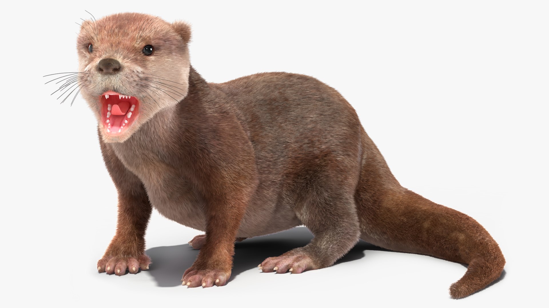 Aquatic Otter Rigged Fur for Cinema 4D 3D model https://p.turbosquid.com/ts-thumb/C5/m7paBL/du/aquatic_otter_rigged_fur_001/jpg/1753818849/1920x1080/fit_q87/6dd825699f9b7d1c6cecb43d726a37132a2099e1/aquatic_otter_rigged_fur_001.jpg