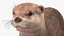 Aquatic Otter Rigged Fur for Cinema 4D 3D model