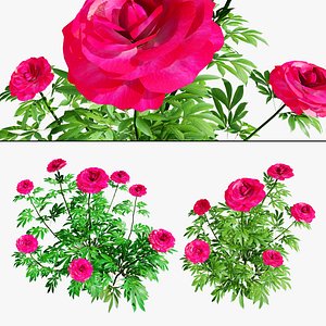 Peony Chinese Peony red flowers