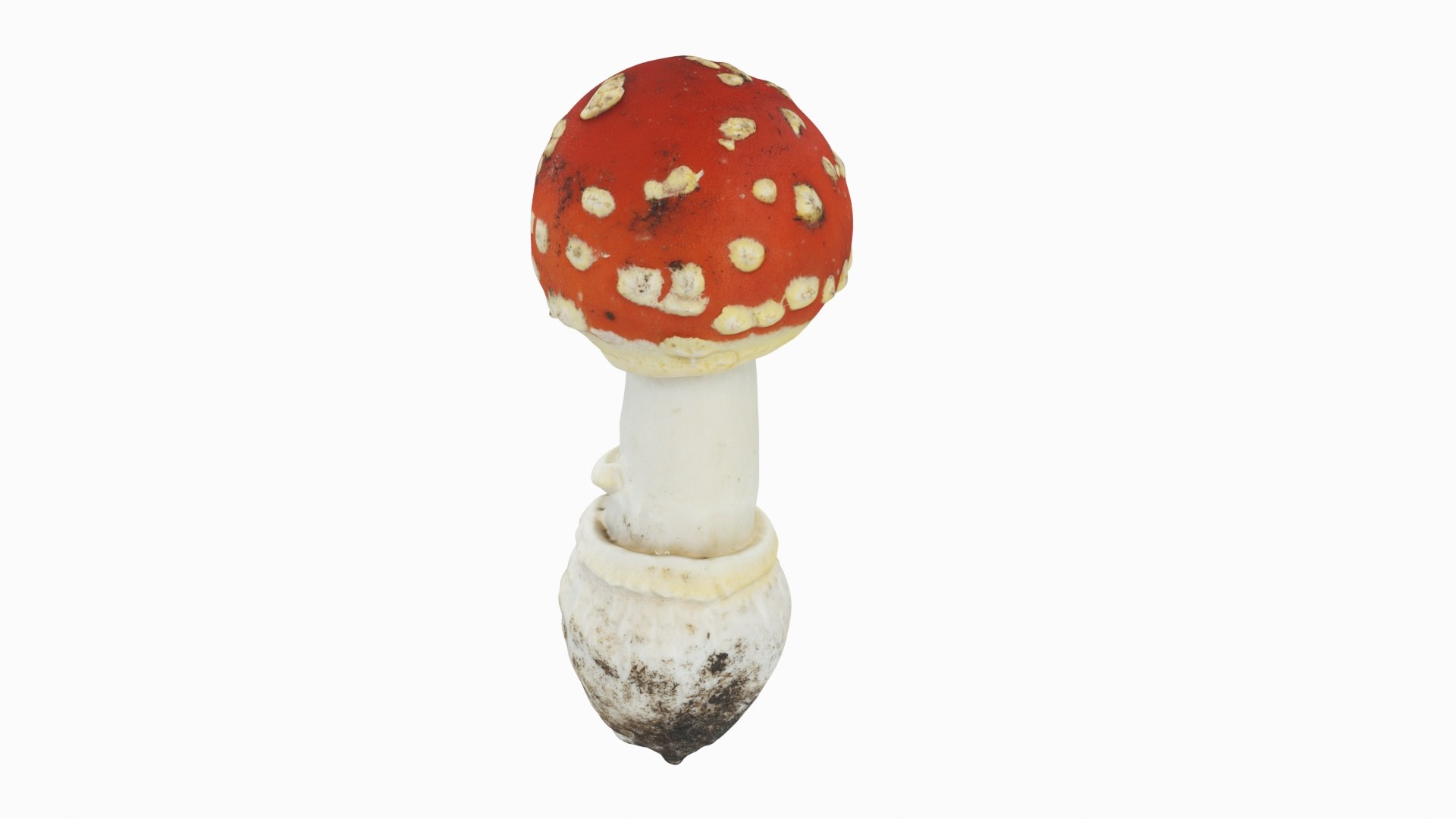 3D Toadstool 6 - TurboSquid 1804363