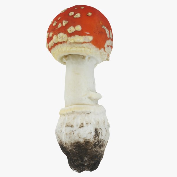 modelo 3d Toadstool 6 - TurboSquid 1804363