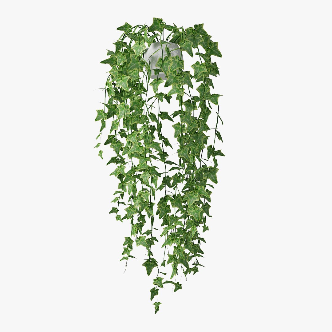 ivy pot 3D model https://p.turbosquid.com/ts-thumb/C6/4pX3Lf/wLuZun5R/pr_01/jpg/1494428086/1920x1080/fit_q87/ad3537966c5aa06768d88d6742157c3c6c88a19c/pr_01.jpg
