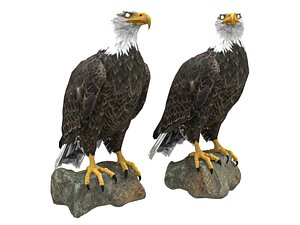 Bald Eagle 3D