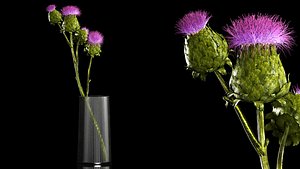 Beautiful bouquet of dried Thistle thorn flowers in a glass vase 292 model
