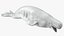 Beluga Whale Adult Rigged for Cinema 4D model