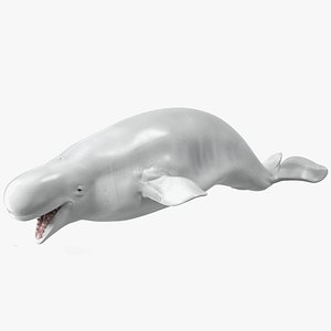Beluga Whale Adult Rigged for Cinema 4D