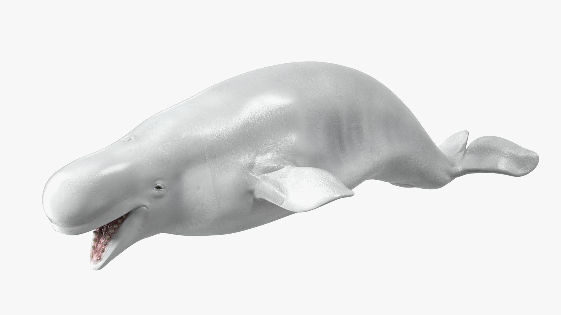 Beluga Whale Adult Rigged for Cinema 4D model https://p.turbosquid.com/ts-thumb/C6/KuLAjq/tE/belugawhaleadultriggedforcinema4dc4dmodel039/jpg/1680445181/1920x1080/fit_q87/db7cee2c78b07457681477d32ebeeb8266b244ca/belugawhaleadultriggedforcinema4dc4dmodel039.jpg