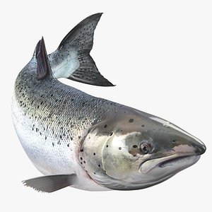 3d atlantic salmon fish swimming model