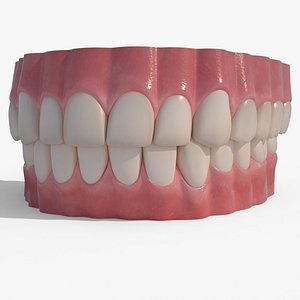 realistic human teeth obj