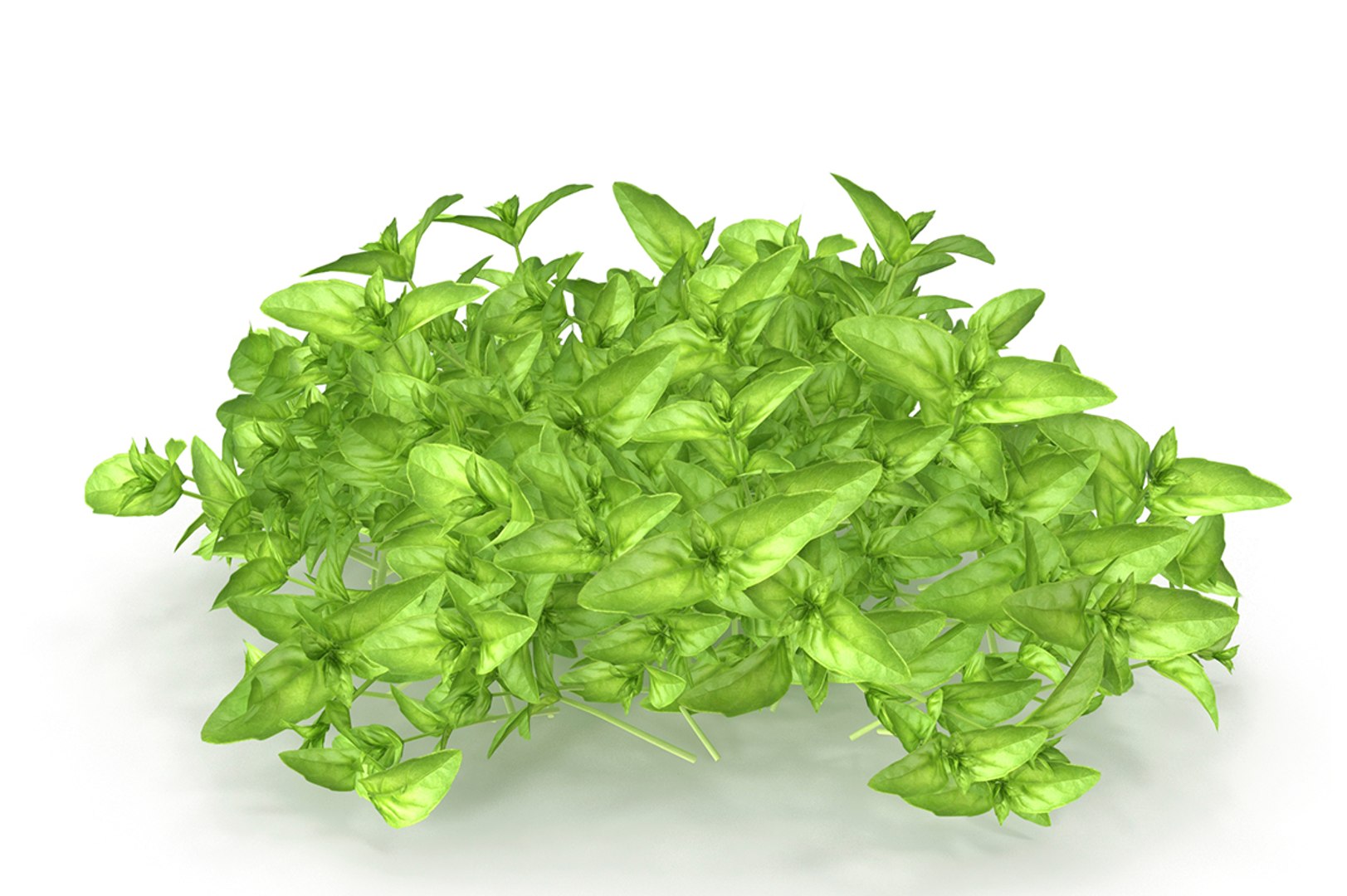 3D cinnamon basil https://p.turbosquid.com/ts-thumb/C6/WCtYBg/I7nXdxt7/cover/jpg/1587067628/1920x1080/fit_q87/0728c27fab630c5cac111b8f19ea5841b141e8f2/cover.jpg
