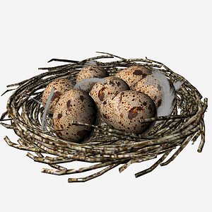 quail eggs 3D model