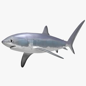thresher shark 3D model