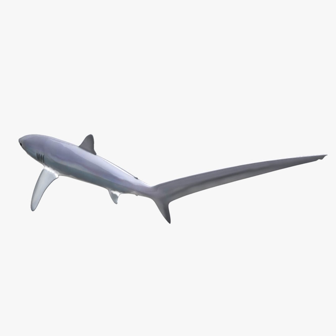 Thresher Shark 3D Model - TurboSquid 1228451