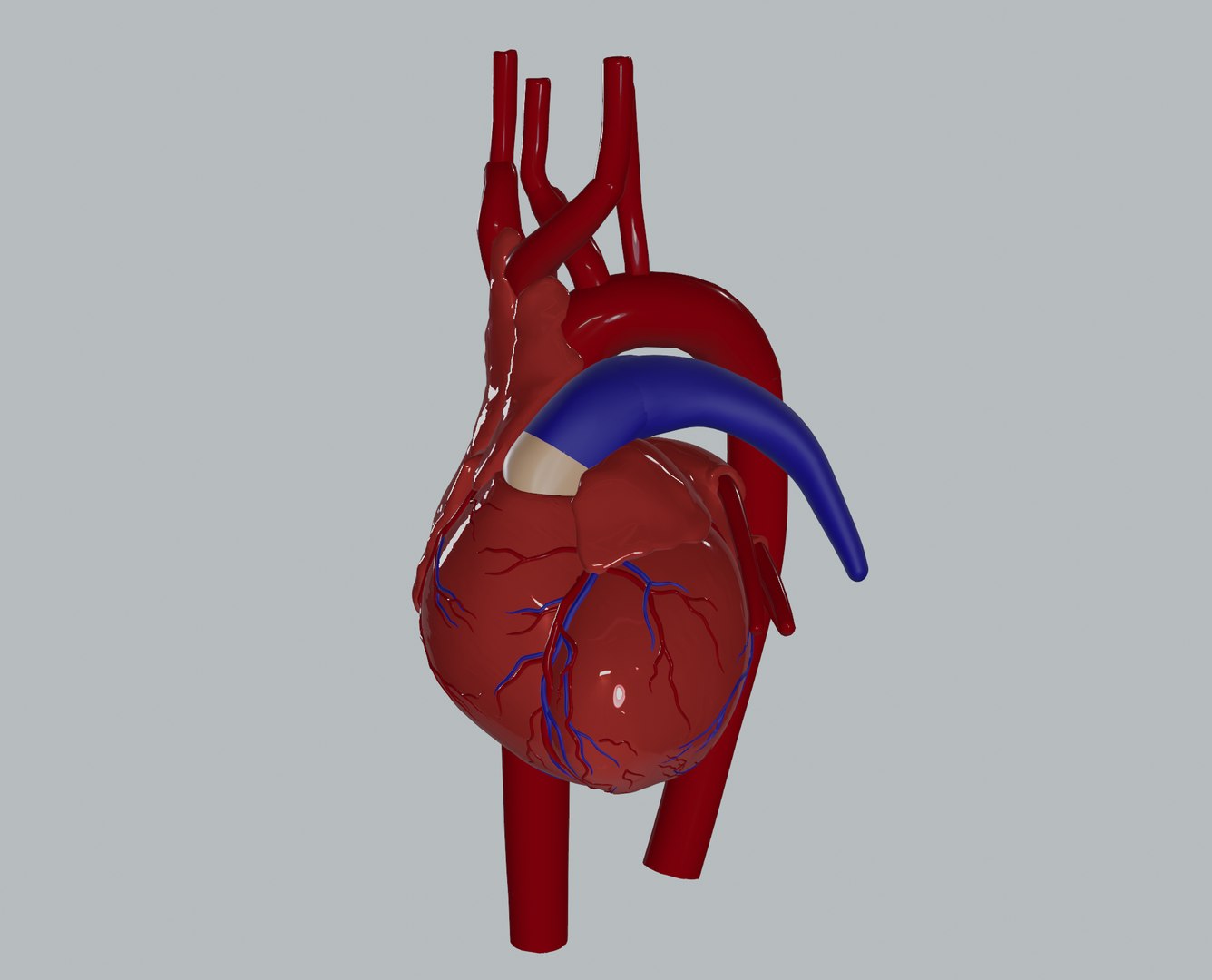 3D Heart - TurboSquid 1723980