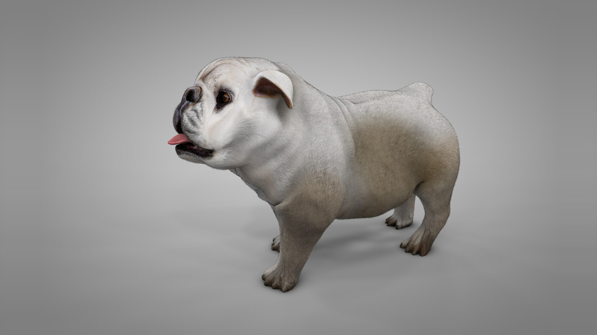 british bulldog white beige 3D model https://p.turbosquid.com/ts-thumb/C6/nKv6O4/1jMwntA9/2nd/png/1565289615/1920x1080/fit_q87/c08b2722fca61266cfe14c075267cefe29720f94/2nd.jpg
