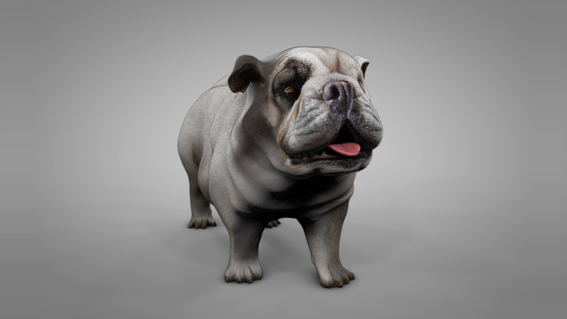 british bulldog white beige 3D model https://p.turbosquid.com/ts-thumb/C6/nKv6O4/A0ULT6M8/3/png/1565289811/1920x1080/fit_q87/92f1bc6b01a12b9c88b915beaf9994c5f4ec2826/3.jpg
