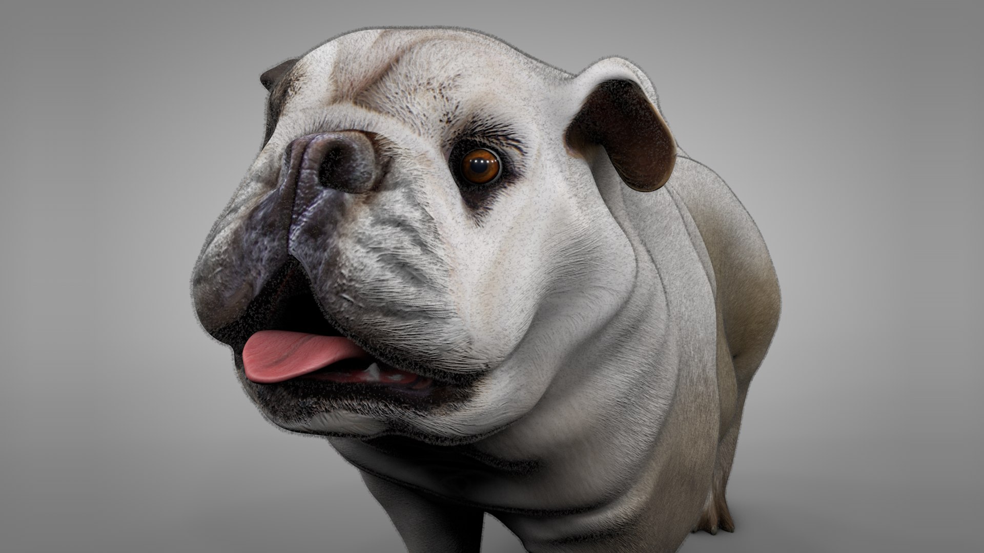 british bulldog white beige 3D model https://p.turbosquid.com/ts-thumb/C6/nKv6O4/GOT0XV0B/5/png/1565289812/1920x1080/fit_q87/6304614d2cc1259d7ccc00da0fda2bc0ae962163/5.jpg