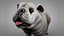 British Bulldog white with beige L254