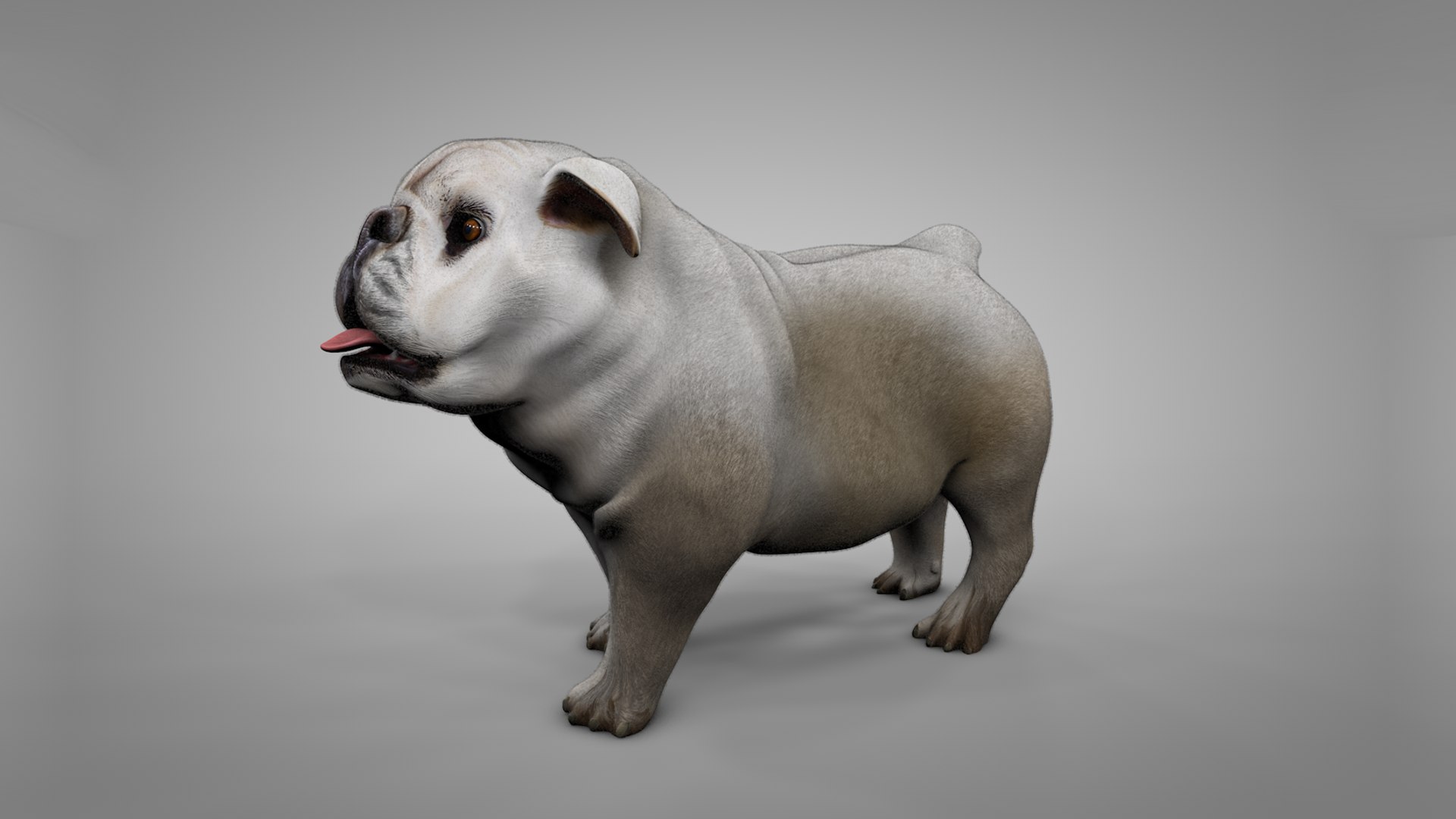 british bulldog white beige 3D model https://p.turbosquid.com/ts-thumb/C6/nKv6O4/PVtXYOQd/6/png/1565289812/1920x1080/fit_q87/1dfac323017f44c27d8c8ca32567f75c87be2bd7/6.jpg