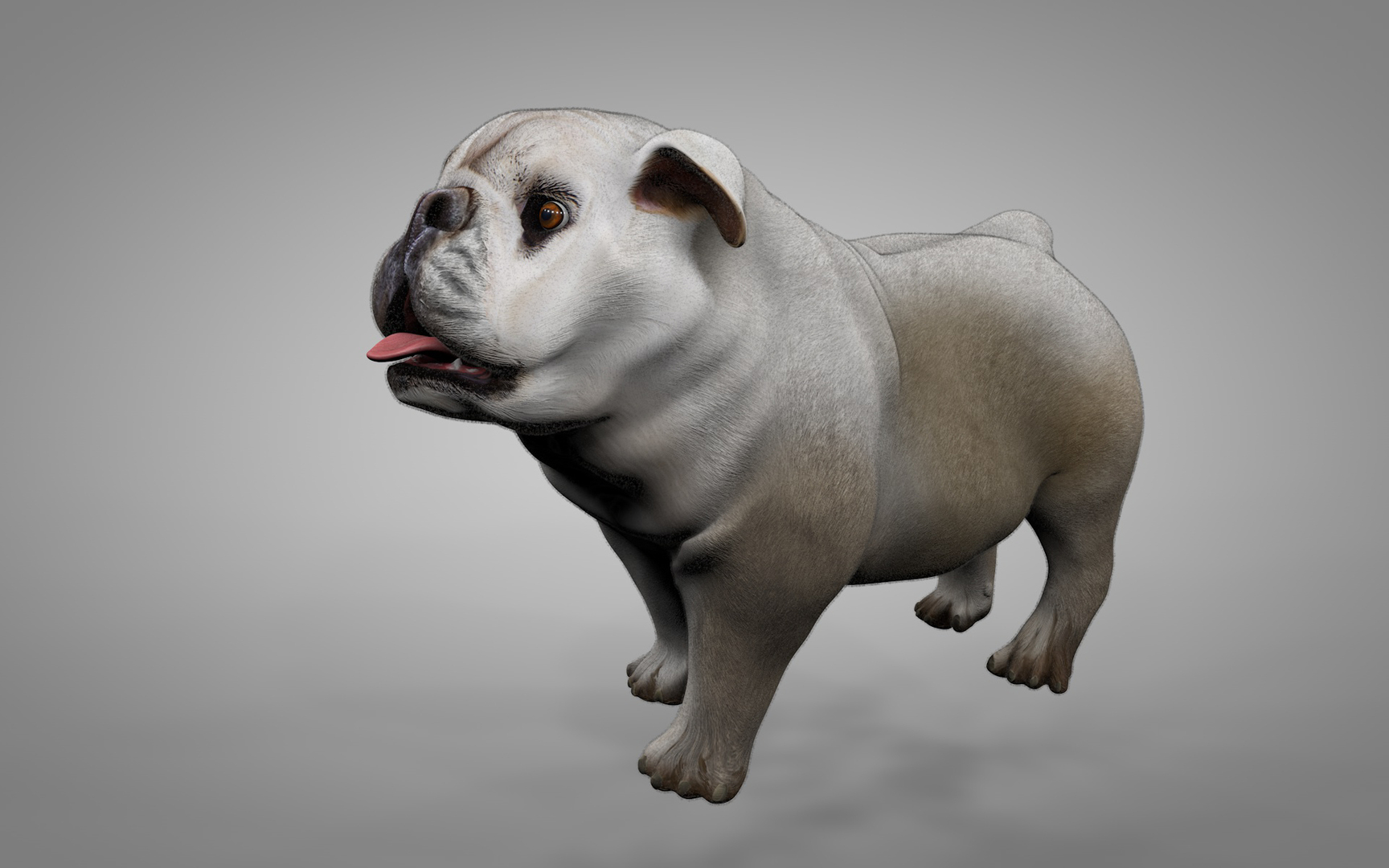 british bulldog white beige 3D model https://p.turbosquid.com/ts-thumb/C6/nKv6O4/lfF4Rifl/z/jpg/1565293395/1920x1080/turn_fit_q99/53016a3868c9ac768a24a2bcc960d5ba422b1844/z-1.jpg