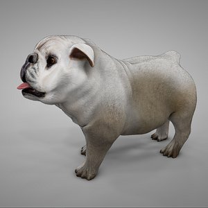 British Bulldog white with beige L254