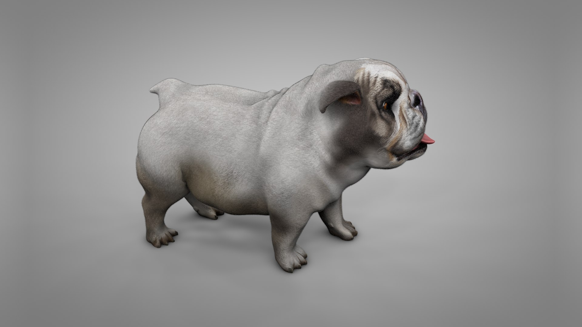 british bulldog white beige 3D model https://p.turbosquid.com/ts-thumb/C6/nKv6O4/rEcWFtQD/4/png/1565289811/1920x1080/fit_q87/122e41de37a61b1549d2e9d6876ca8e127a528d4/4.jpg
