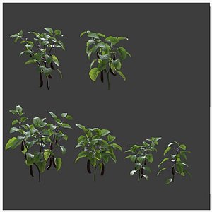 3D Vegetable Eggplant Collection vol01
