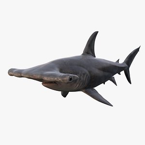 Hammerhead Shark